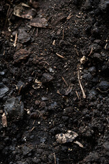 Detailed Close-Up of Rich, Organic Soil Teeming with Life and Decomposed Matter