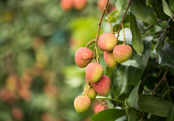 Fresh ripe lychee fruits hanging on lychee tree in plantation garden.Close up  lychee trees fruit.