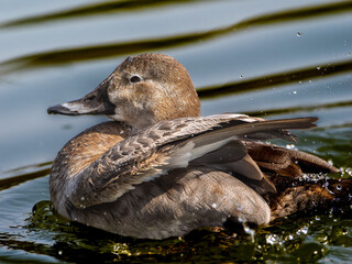 池を泳ぐホシハジロ