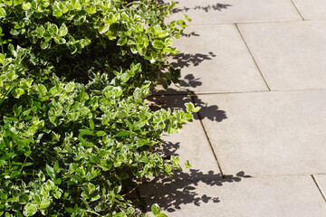 Euonymus fortunei, the spindle, Fortune's spindle, winter creeper with variegated leaves. Hanging...