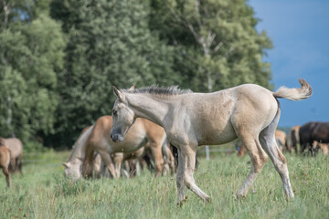 A thoroughbred horse grazes in a farmer's field.