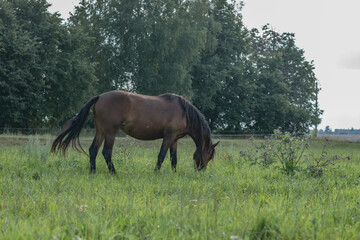 A thoroughbred horse grazes in a farmer's field.