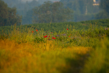 meadow in the spring