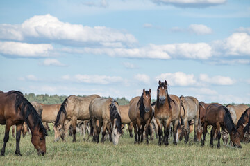 A thoroughbred horse grazes in a farmer's field.