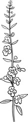 Hand drawn angelonia flower