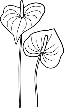 Hand drawn anthurium flower