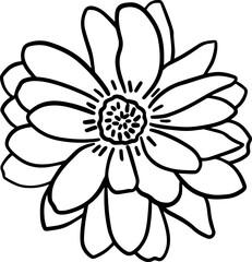 Hand drawn zinnia angustifolia flower