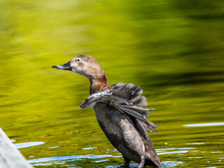 羽ばたくホシハジロのメス