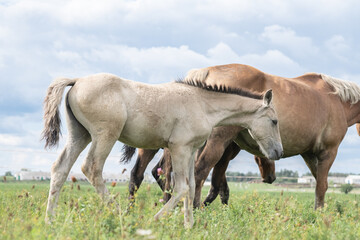 Obraz premium A thoroughbred horse grazes in a farmer's field.