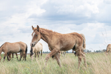 A thoroughbred horse grazes in a farmer's field.