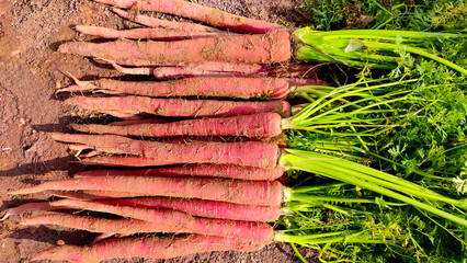 Ripped juicy carrots in the field