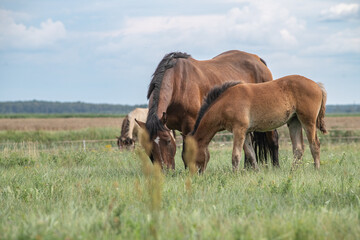 A thoroughbred horse grazes in a farmer's field.