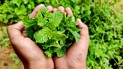 Green mint leaves in hands, close up view