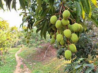 Lychee and leaf on the Lychee tree