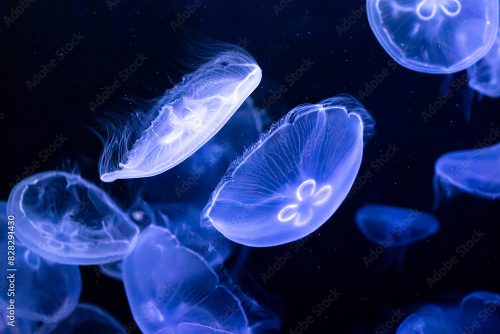 Poster Blue jellyfish swim in the sea on a black background