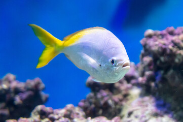 Tropical fish swimming in the aquarium. Beautiful colorful fishes in the aquarium