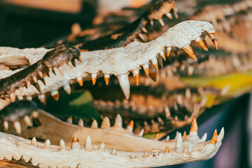 Teeth on crocodile jaws as a background