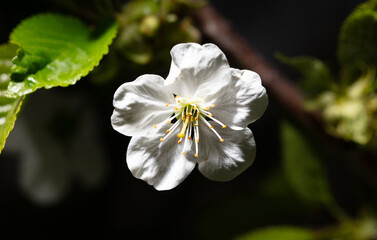 Obraz premium White cherry flowers isolated on black background. Close-up
