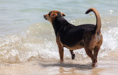Dog on the sandy seashore