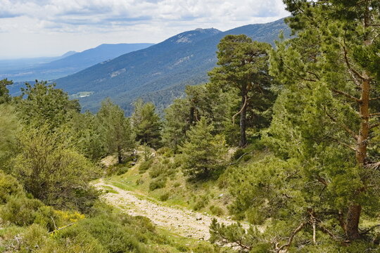 remains of the old Roman road as it passes through the Fuenfria valley