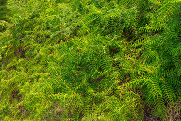 Green trees in a tropical park as a background