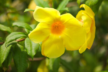 Beautiful yellow flower in a tropical garden