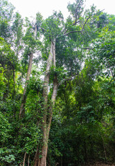 Lianas on tree branches in a tropical park