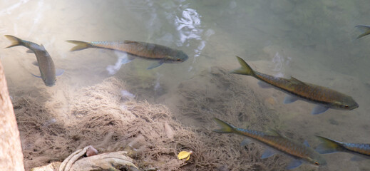 Obraz premium The fish swims in clear mountain water