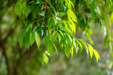 Green leaves on a tree branch in the park