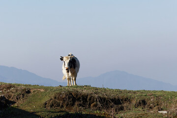 cow in the mountains