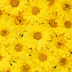 Beautiful dandelion background, yellow flowers is blooming in the garden.