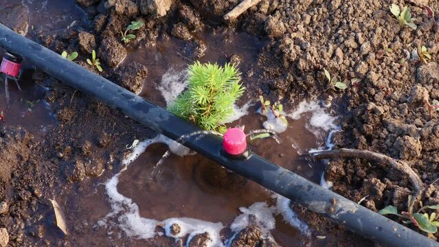 Closeup of a young tree receiving water from a drip irrigation line in damp soil