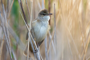 Great reed warbler in natural habitat