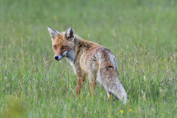 curious fox looking towards the camera