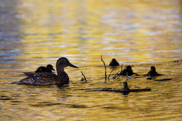 mallard family in sunset orange light