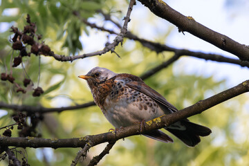 male fieldfare into the tree canopy