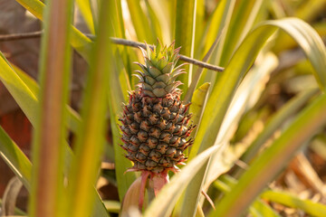 Pineapple grows on a plantation in Thailand