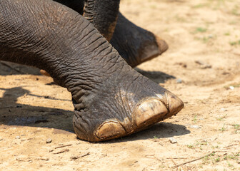 Large elephant feet close up