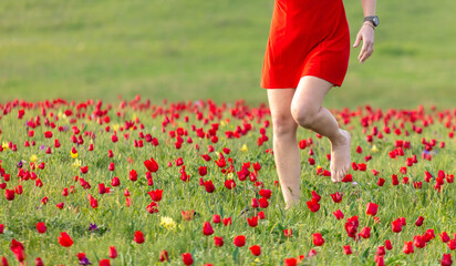 Legs of a girl in a red dress on a tulip field in the steppe