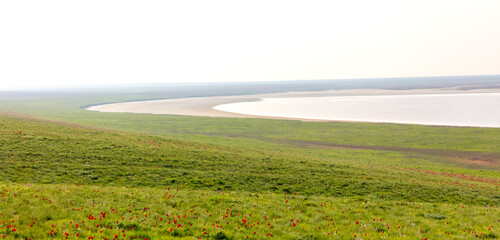 Field with red tulips in the steppe near the lake in spring