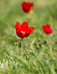 Field with red tulips in the steppe in spring as a background