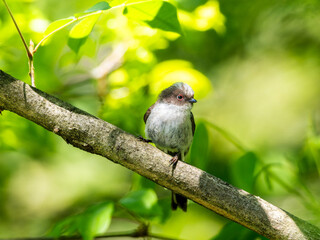 木の枝にとまるエナガ