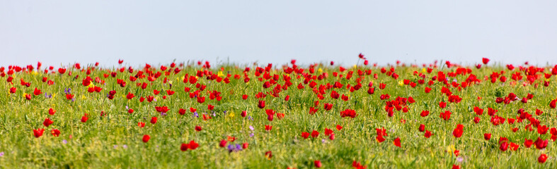 Field with red tulips in the steppe in spring as a background.