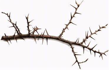"Thorny Branch of a Tree"
