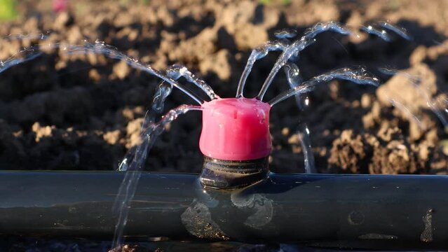 Closeup of a dripper in a drip irrigation system, demonstrating water distribution in agricultural settings