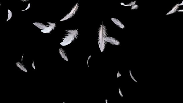 透明の背景に浮遊落下する沢山の白い羽。空中に浮かぶ美しい3Dの羽