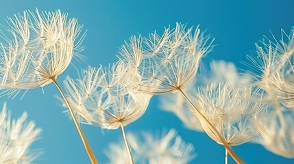 Obraz premium Delicate dandelion seeds dancing in the breeze against a bright spring sky