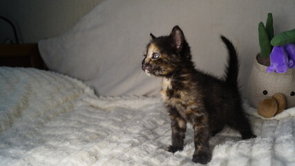  pretty little kitten on white. playful little kitten
