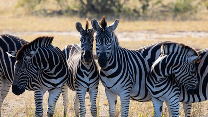 a herd of zebras in golden light