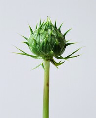 "Capsule Seedling with Spiky Leaves and Flower in Focus"